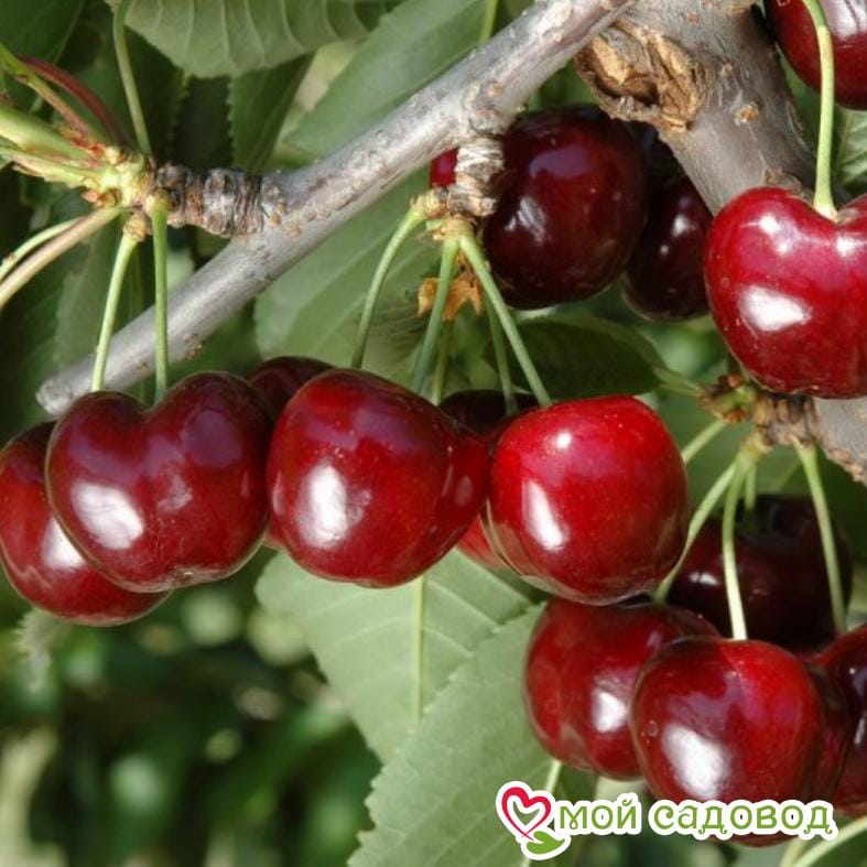Черешня Хелена колоновидная