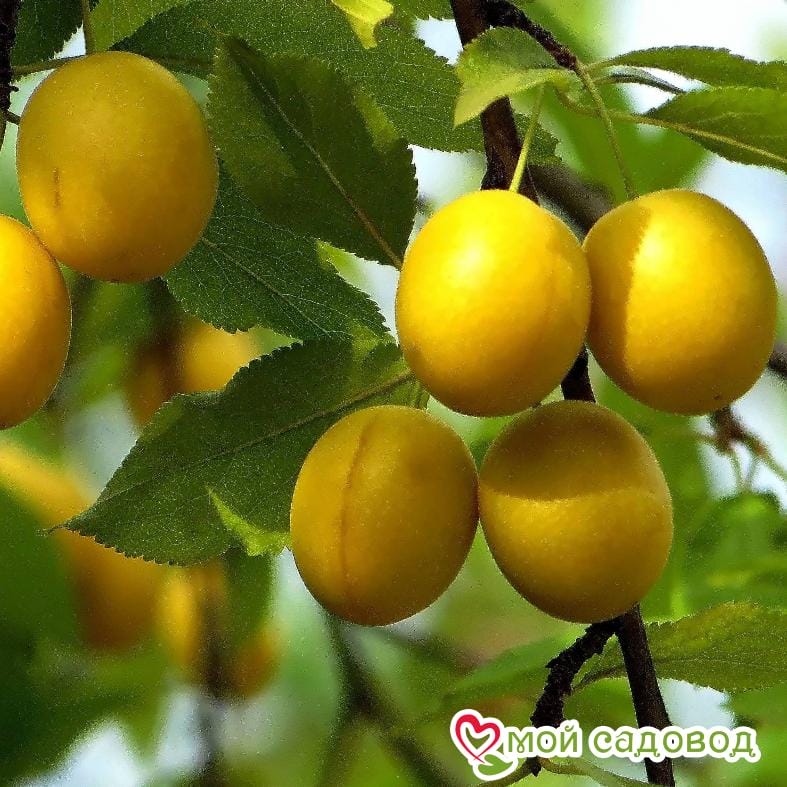 Алыча Иволга