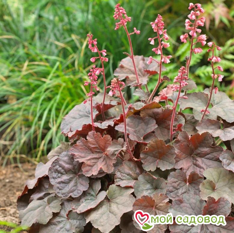 Гейхера Касис